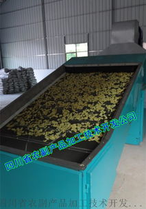 脫水生姜片生產線與烘乾機的技術開發